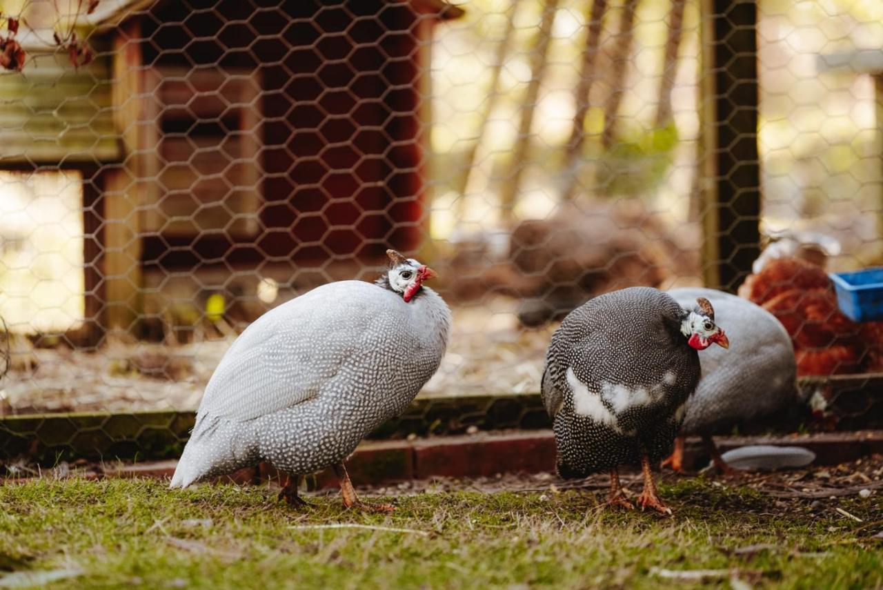 Newham Ardingly Tiny Houseヴィラ エクステリア 写真